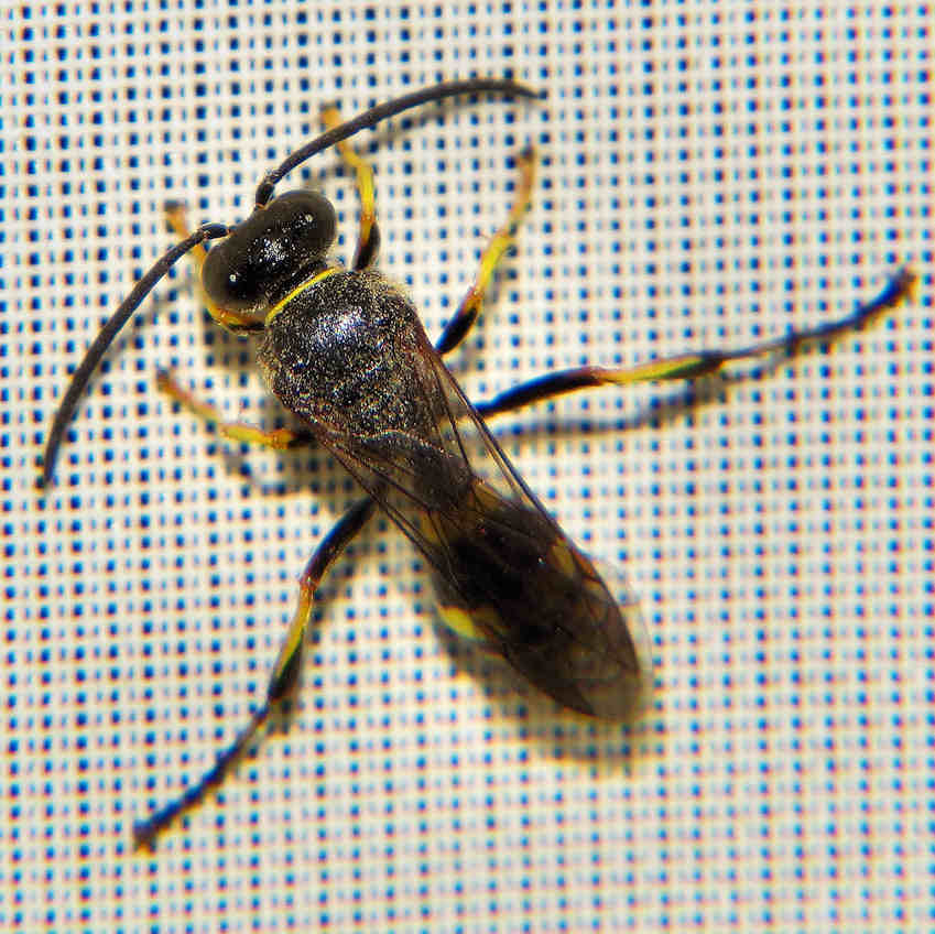 Crabronidae, forse Gorytes sp. sfarfallato in casa